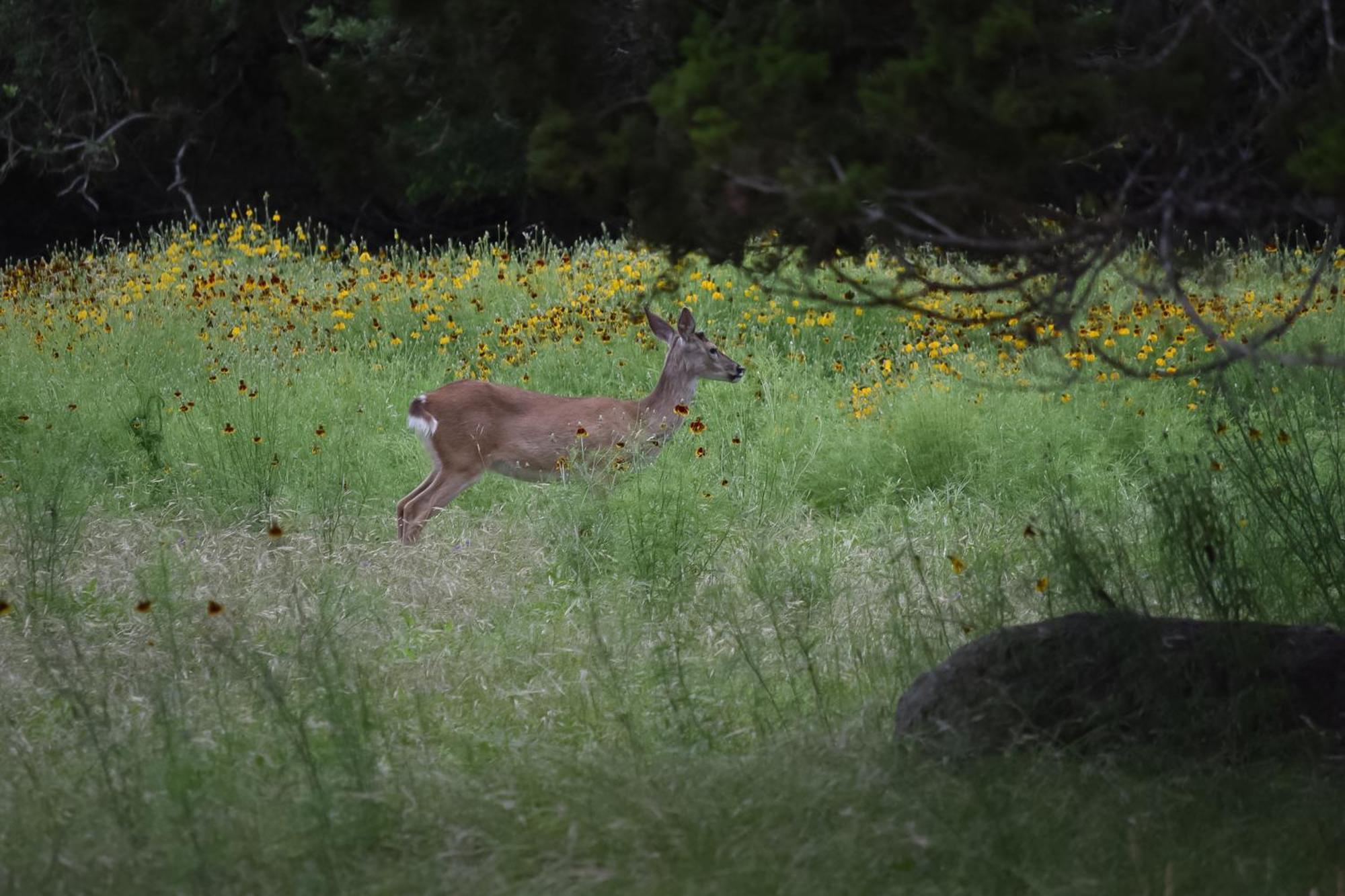 Canyon Lake Getaway & Texas Living Værelse billede